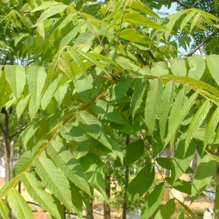 the foliage of Juglans nigra