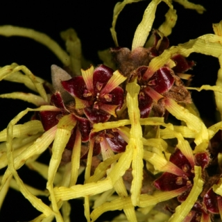 The unusual yellow flower of Hamamelis x intermedia Arnold Promise