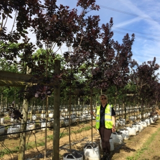 Cotinus coggogria Royal Purple