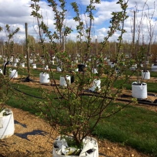 single specimen of Malus evereste multi-stemmed