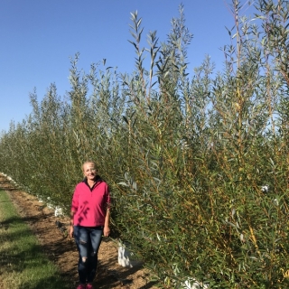 Salix alba Chermesina multi-stem at barcham trees