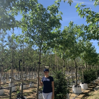 Liquidambar styraciflua Worplesdon