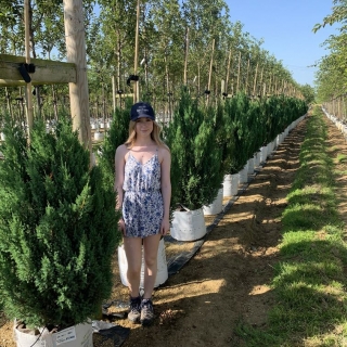 Juniperus communis Hibernica