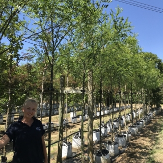 Sophora japonica at barcham trres