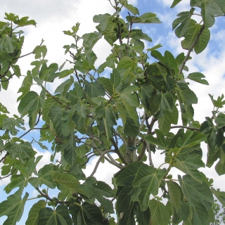 Foliage of Ficus carica ‘Verdino’