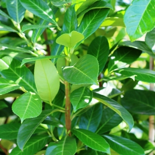 the foliage of  Cherry Laurel