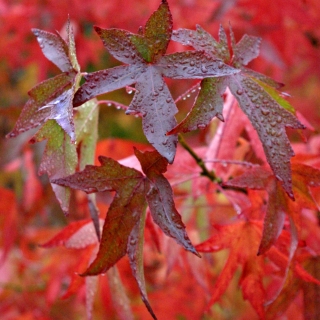 Liquidambar styraciflua Lane Roberts in autumn foliage