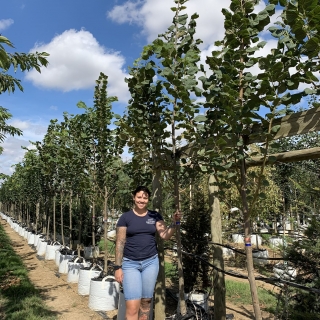 Tilia platyphyllos Rubra