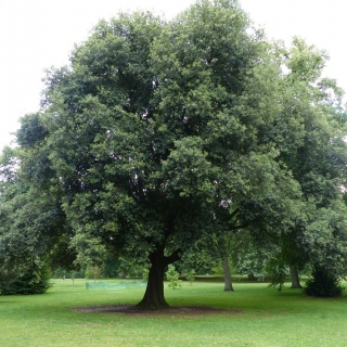 Mature Quercus ilex at Kew gardens