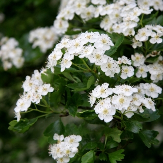 flowers of  Crataegus monogyna