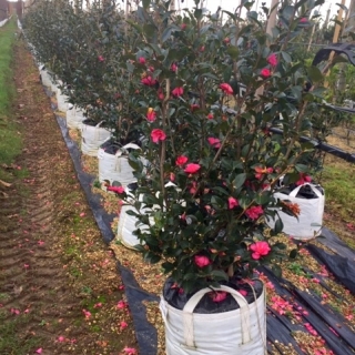 row of Camellia sasanqua Kanjiro at barcham treess