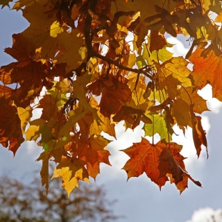 the autumn  leaves of Acer plataniodes olmstea