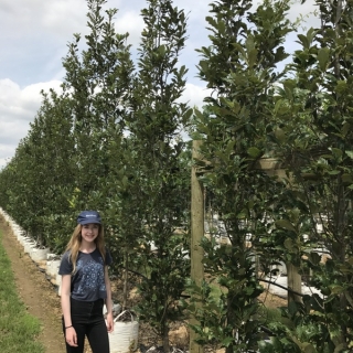 Quercus royal prince at barcham treesi