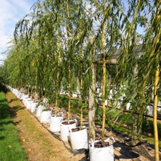 Salix alba Tristis in a row on the Barcham nursery