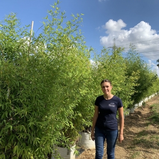 Phyllostachys aurea Multi-stem