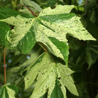 Variegated foliage of Acer pseudoplatanus Leopoldii