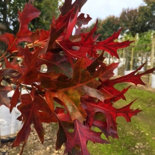 autumn foliage of Quercus palustris Green Pillar