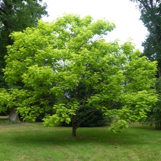 Mature Catalpa bignonioides Aurea