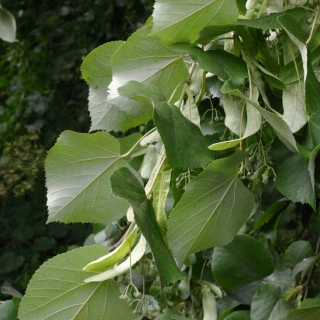 Tilia tomentosa Petiolaris foliage