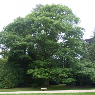 mature Quercus rubra at westernbirt