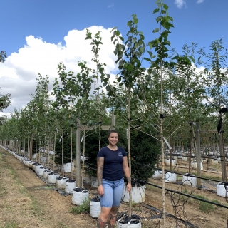 Corylus colurna