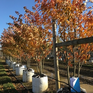 the orange foliage in autumn of Prunus kanzan multi-stem