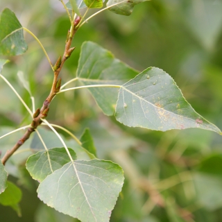 Populus nigra foliage