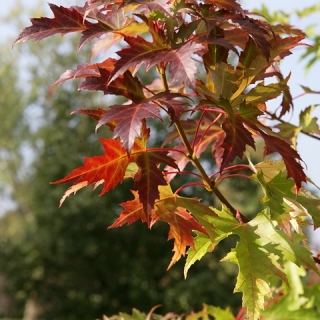 foliage of  Acer saccharinum