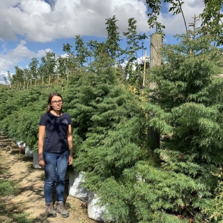 Cryptomeria japonica Elegans