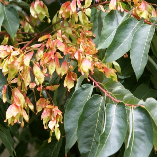 The flower of  Ailanthus altissima