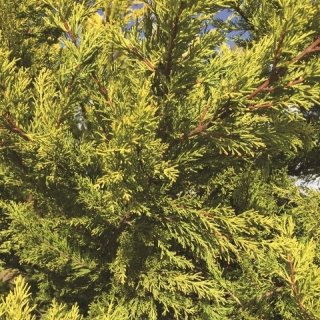 the golden foliage of  Small Golden Monterey Cypress from this batch <> Cupressus macrocarpa Goldcrest