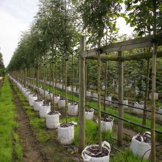 Row of Sorbus discolor on the Barcham Trees nursery