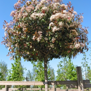 the cown of Photinia x fraseri Red Robin in flower