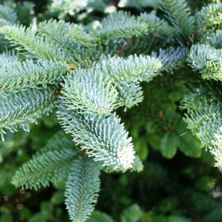 foliage of Picea  abies