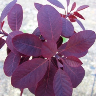 the purple foliage of Cotinus coggogria Royal Purple