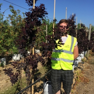 Cotinus coggygria Royal Purple at barcham trees