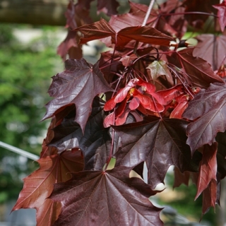 The foliage of Acer platanoides Crimson King in detail