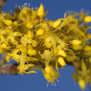 the yellow flowers of Cornus mas