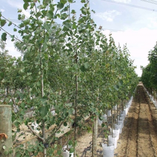 foliage of Populus tremula