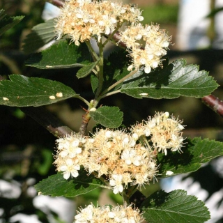 The flowers of Sorbus intermedia Brouwers