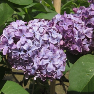 the blue/purple flower of Syringa vulgaris Ruhm von Horstenstein