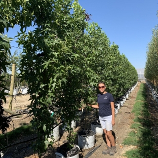 Liquidambar styraciflua Slender Silhouette