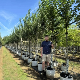 Ulmus Vada Wanoux