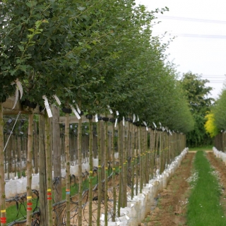 Crataegus laevigata Pauls Scarlet on the barcham nursery