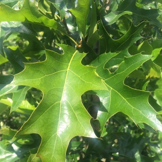 the deep lobed leaf of Quercus palustris Green Pillar