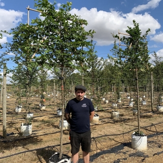 Carpinus betulus Pleached