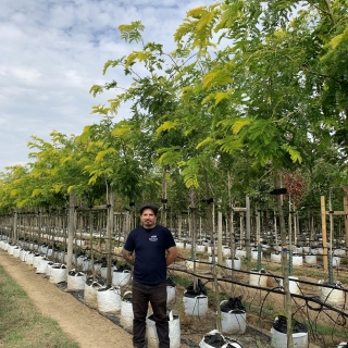 Gleditsia triacanthos Sunburst