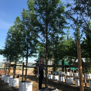 Metasequoia glyptostroboides on the Barcham Trees nursery