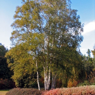 mature Betula pendula multi stem