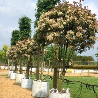 Photinia fraseri Red Robin in summer months at barcham trees